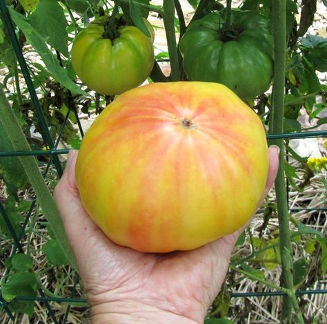 Mr. Stripey tomato ready for eating!  (I either need bigger hands or need to grow smaller tomatoes.) Beefsteak Tomato, Tomato Plant, Heirloom Tomato, The Gardener, Tomato Seeds, Seasonal Garden, Tomato Plants, Heirloom Tomatoes, Beef Steak