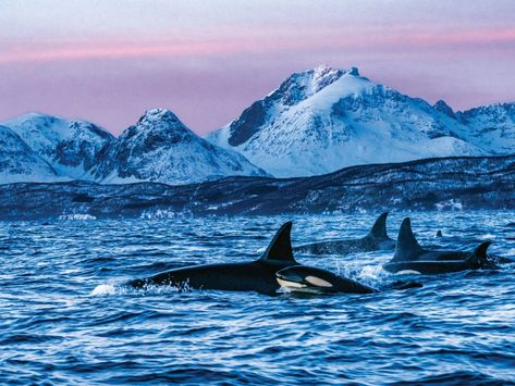 Ode to an Orca | Science | Smithsonian Magazine Orca Pod, Killer Whales, Ocean Creatures, Ocean Photography, Flora And Fauna, Snorkeling, Sunset Photography, Dolphins, Mammals