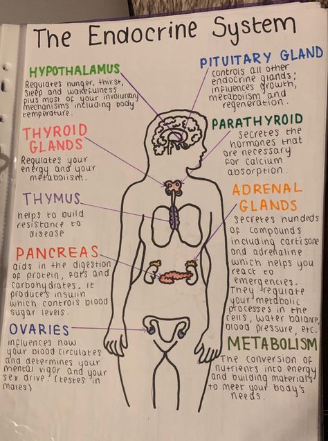 Health Notes School, A&p 2 Study Tips, Notes For Medical Students, Physiology Notes Medical Students, Study Notes Social Studies, How To Take Notes For Anatomy, A&p 2 Notes, Med School Aesthetic Study, Emt Notes Aesthetic