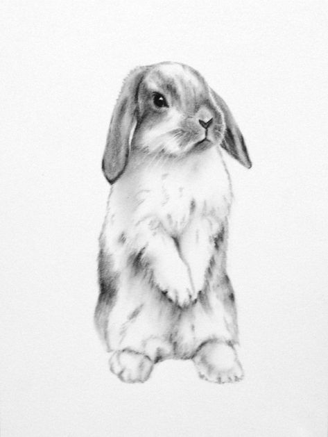 Sketch Bunny, Hase Tattoos, Drawing Bunny, Rabbit Sketch, Bunny Sketch, Drawing Rabbit, Lop Eared Bunny, Bunny Sketches, Art Rabbit