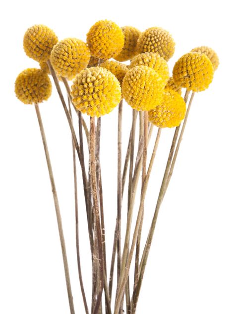 Also known as Billy Balls or Billy Buttons, this whimsical option is the perfect way to add a much-needed pop of color to your home.   - HouseBeautiful.com Gerbera Jamesonii, Fall Mums, Billy Balls, Billy Buttons, Australian Native Flowers, Medicine Bottle, Winter Village, בר מצווה, Dried Floral