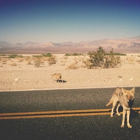 . Groovy Cowboy Aesthetic, Desert Alien Aesthetic, The Desert Aesthetic, Desert Grunge, Desert Coyote, Desert Aesthetic, Desert Road, Cowboy Aesthetic, Desert Dream