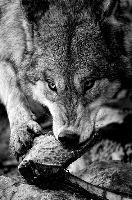 Stop killing Wolves! : Photo Wolf Eating, Sea Wolf, Wolf Photos, Timber Wolf, Wolf Love, Red Wolf, Wild Wolf, Wolf Pictures, Wolf Spirit