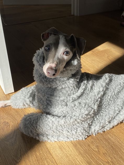 Italian greyhound, cute, dog, small, hypoallergenic dog, toy breed, Agnes, Iggy, pretty boy, funny dog, cute dog, iggies, sighthound, dog clothes, Etsy, dogs in clothes, coquette, clean girl aesthetic Italian Greyhound Aesthetic, Greyhound Aesthetic, Miniature Italian Greyhound, Dogs In Clothes, Cute Greyhound, Coquette Clean Girl, Italian Greyhound Clothes, Clothes Coquette, Italian Greyhound Puppies