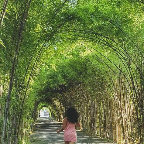 Bamboo Pathway, Bamboo Walkway, Bamboo Tunnel, Bamboo Arch, Wellness Garden, Bamboo Landscape, Roman Garden, Pocket Park, Park Design