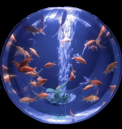 Art Aquarium, Goldfish, 1 2 3, Swimming, Water, Art