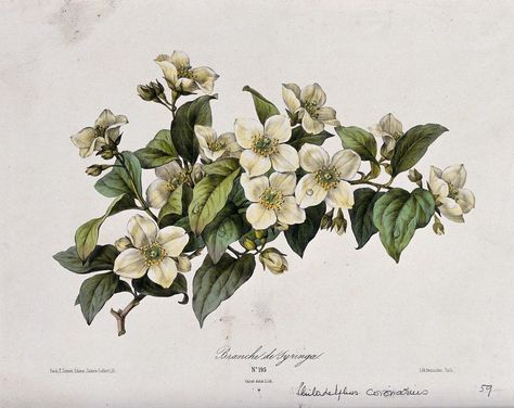 A mock orange plant (Philadelphus coronarius): flowering branch. Coloured lithograph by B. Chirat, c. 1850, after himself. | Wellcome Collection Mock Orange Flower, Philadelphus Coronarius, Plant Bugs, Mock Orange, Orange Plant, Wellcome Collection, Antique Botanical Print, Orange Flower, Forearm Tattoo