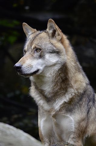 Wolf, Face, Fur, Close Up, Wild Animal Wolf Drawing Easy, Wolf World, Wolf Photography, Wolf Face, Nikon D5100, Wolf Tattoo Design, Wolf Photos, Wolf Love, Wolf Drawing