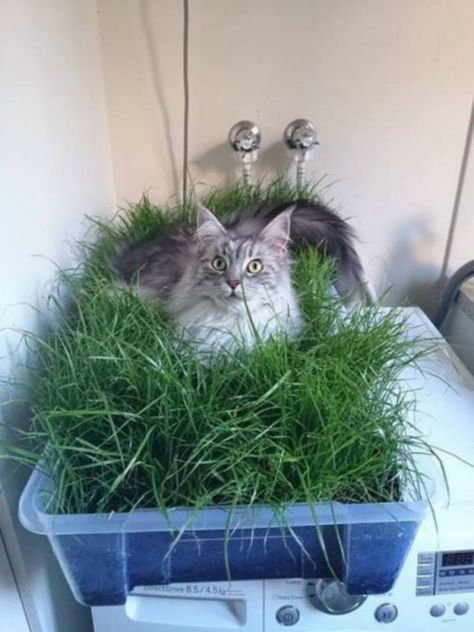 Indoor Cat Garden, Cat Patio, Diy Cat Tree, Easy Home Improvement, Outdoor Cat Enclosure, Diy Herb Garden, Cat Towers, Cat Grass, Cats Diy Projects