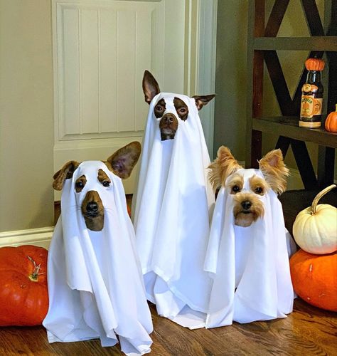 Big Dog Halloween Costumes, Cute Dog Halloween Costumes, Best Dog Halloween Costumes, Best Dog Costumes, Christmas Pet Clothes, Sibling Halloween Costumes, Dogs Ideas, Cute Dog Costumes, Halloween Dogs