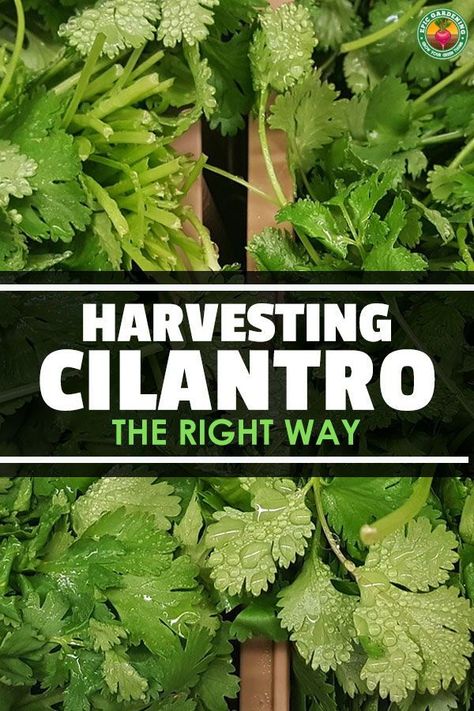 Harvesting Herbs How To, Storing Cilantro How To, Harvesting Cilantro How To, How To Harvest Herbs From Garden, Cilantro Gardening Tips, How To Plant Cilantro, How To Dry Cilantro Leaves, Preserving Cilantro, How To Harvest Cilantro From Garden