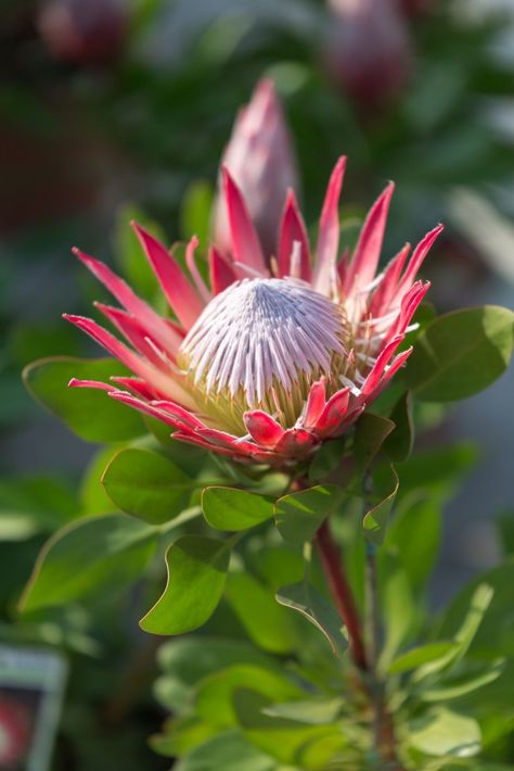 King Protea: Beautiful Protea Cynaroides Flower Close-up Protea Cynaroides, King Protea Flower, Canna Flower, Protea Flowers, Art Final, Angel Trumpet, King Protea, Protea Flower, Flower Close Up