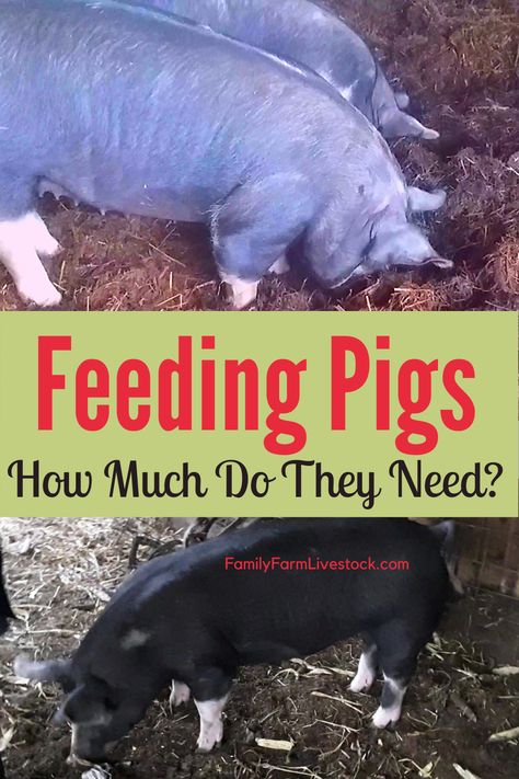 Pig Shelter, Pig Feeder, Pastured Pigs, Pig Waterer, Kune Kune Pigs, Hog Farm, Pig Breeds, Pig Feed, Raising Pigs