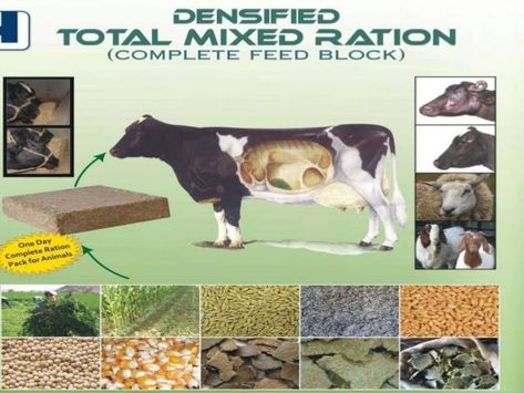 TOTAL MIXED RATIONS (TMR) -A NEW TRENDS IN LIVESTOCK FEEDING Recipe Formulas, Cow Feed, Barley Grain, Corn Grain, Formula Recipes, Black Soldier Fly, Livestock Feed, Cattle Feed, Dairy Cattle