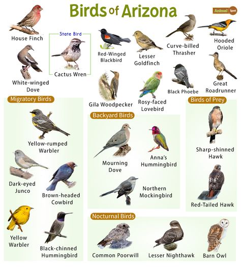 Galapagos Islands Animals, Arizona Birds, Omnivorous Animals, Poisonous Animals, Oviparous Animals, Melanistic Animals, Different Types Of Birds, Animals That Hibernate, Animals With Horns