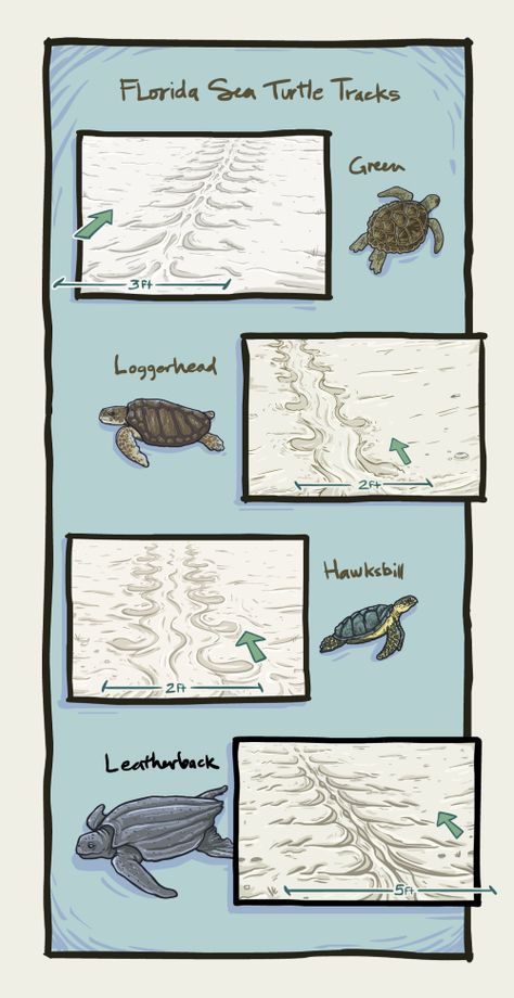 Marine Science Notes, Study Marine Biology, Animal Biology Aesthetic, Marine Biology Aesthetic Notes Sea Turtles, Marine Biology Journal Pages, Marine Biology Illustration, Marine Biology Journal, Zoology Career, Biology Jobs