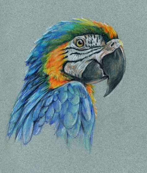 Drawn with a variety of wax and oil colored pencils on Strathmore Artagain (recycled and toned) paper. Parrot Drawing Colored Pencil, Animal Drawings Colored Pencil, Colour Pencil Drawing Ideas, Pencil Crayon Drawing, Wax Crayon Art, Pencil Colour Painting, Oil Colored, Prismacolor Drawing, Parrot Drawing