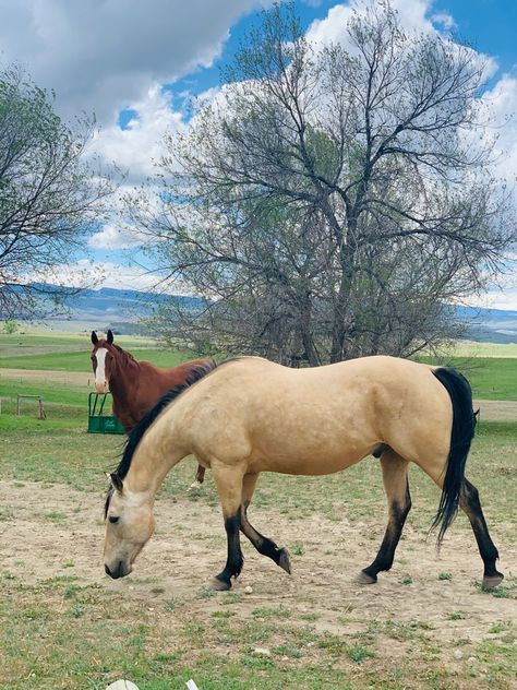 Buckskin Quarter Horse Buckskin Horse Aesthetic, Buckskin Horse With Saddle, Dark Buckskin Horse, Buckskin Quarter Horse, Buckskin Horses, Brown Quarter Horse, Novel Aesthetic, Dark Bay Quarter Horse, Bay Quarter Horse Gelding