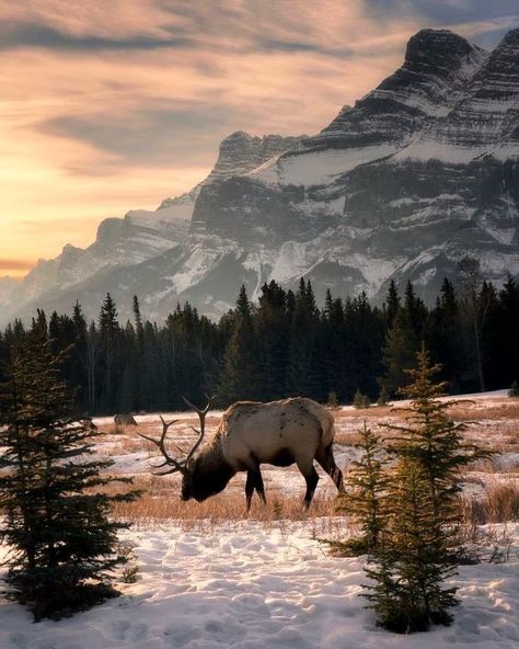 Elk Pictures, Bull Elk, Banff Alberta, Longbow, Image Nature, Cool Landscapes, Arte Animal, Alam Yang Indah, Wildlife Art