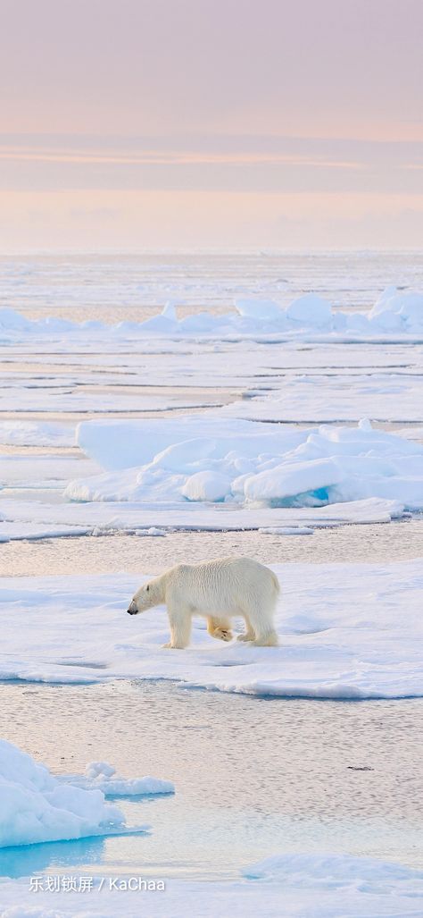 Polar Bear Aesthetic, Polar Bear Wallpaper, Bear Aesthetic, Cute Polar Bear, Teddy Bear Collection, Winter Animals, Arctic Animals, Watercolor Wallpaper, Bear Wallpaper