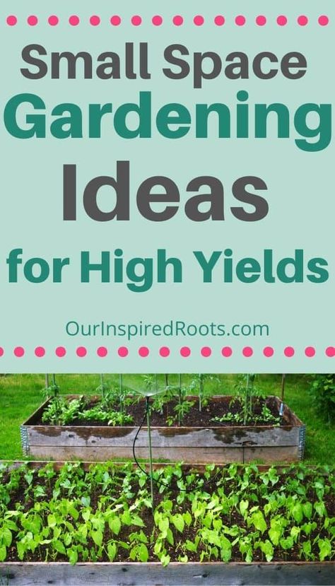 If you're looking to grow food in your tiny yard you need these small space gardening ideas. These tips will help you to grow more vegetables in the space you have. #smallspacegardening #gardening #homesteading Small Space Gardening Ideas, Manure Tea, Tiny Yard, Growing Plants From Seeds, Fruit Orchard, Grow A Garden, Shade Tolerant Plants, Orchard Garden, Herb Containers