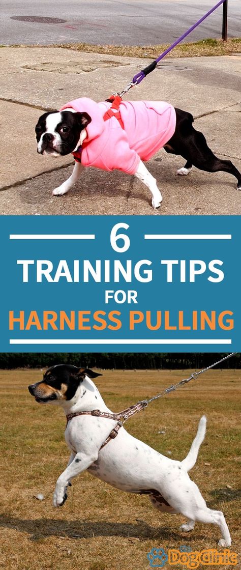 Dog Leash Pulling, Dog Behavior Training, Dog Leash Training, Dog Minding, Easiest Dogs To Train, Dog Behavior Problems, Dog Training Advice, Leash Training, Dog Brain