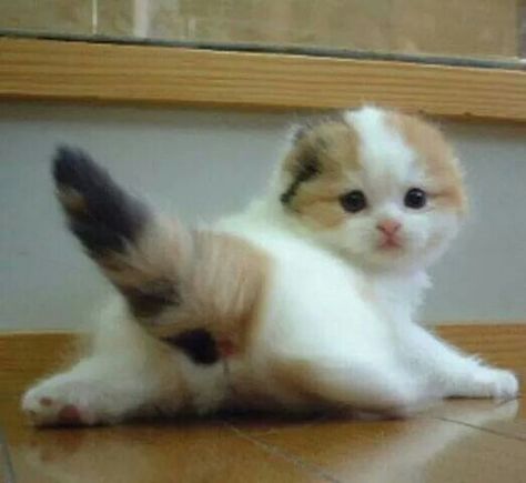 Cute critter Happy Happy Happy, Calico Kitten, Funny Cat Photos, Image Chat, Cute Little Kittens, Kittens And Puppies, Baby Kittens, Silly Cats, Pretty Cats