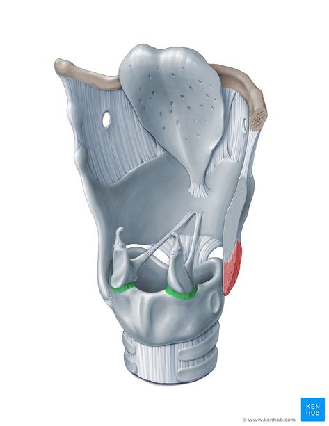 Synovial Joints, Joints Anatomy, Paul Kim, Medical Illustrations, Retro Art Prints, Biology Facts, Medical Student Study, Muscle Anatomy, Speech Language Pathology