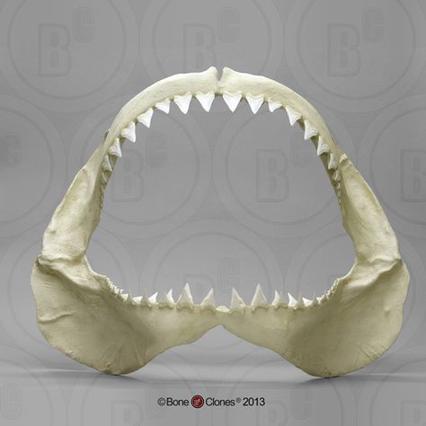 Great White Shark Jaw - Bone Clones, Inc. - Osteological Reproductions Shark Jaws Tattoo, Shark Jaw, Shark Jaws, Species Of Sharks, Glass Fire Pit, Draw Animals, Bottlenose Dolphin, Shark Tattoos, Shark Fishing