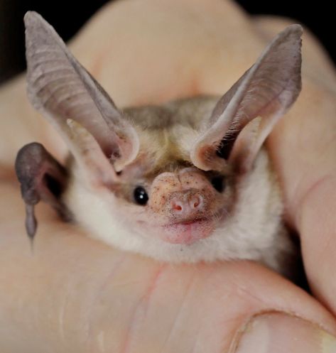 Unusual colony of bats visit backyard cave Types Of Bats, Pallid Bat, White Bats, Bat Animal, Bat Costume, What Is A Bird, Animal Icon, Cute Bat, Cute Pets