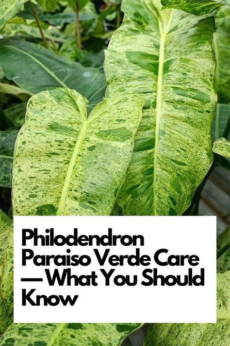 Dive into the world of Philodendron Paraiso Verde care with our expert insights. From ideal lighting to watering techniques, we've got you covered. Elevate your indoor jungle with these essential care tips. Ready to make your Philodendron Paraiso Verde thrive? Dive in and discover what you need to know for its lush growth! IG Photo by: chom.plants Indoor Jungle, Plant Species, Plant Collection, Garden Spaces, Plant Life, Plant Care, Green Leaves, House Plants, Lush