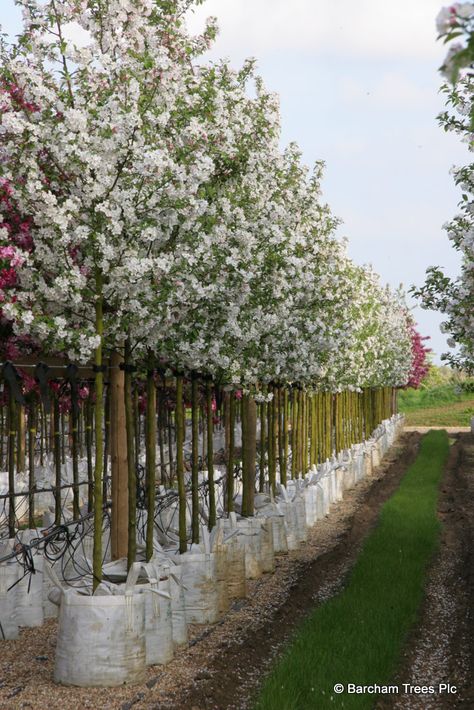 Malus 'White Star' is a lovely medium sized crab apple. There is a splendid show of white star-like flowers in the spring, which are scented and attract honey bees. The flowers are followed by medium golden-russet crab apples in late summer which persist into December. Crab Apple Tree, Trees Nursery, Hedge Trees, Trees For Front Yard, Patio Trees, Crabapple Tree, Tree Nursery, Front Yards, Garden Pictures