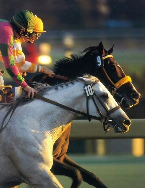 Alphabet Soup. Thoroughbred Racehorse, Elsie Silver, Horse Riding Tips, Thoroughbred Horse Racing, Off To The Races, Race Horse, Sport Of Kings, Churchill Downs, Horses Riding