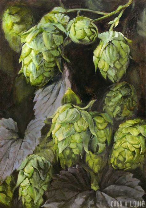 Hops in oils - Imgur Hops Vine, Beer Tattoos, Beer Painting, Hops Plant, Hop Flower, Beer Table, Humulus Lupulus, Beer Hops, Beer Pictures