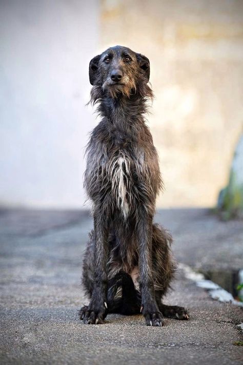 Irish Wolfhound Photography, Wolfhound Irish, Wolfhound Puppies, Wolf Hound, Irish Wolfhound Puppies, Irish Wolfhound Dogs, Wolfhound Dog, Giant Dog Breeds, Scottish Deerhound