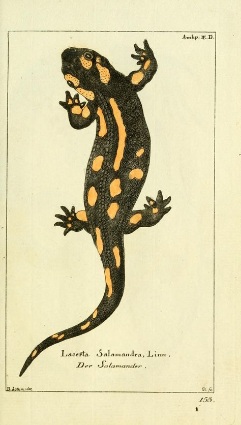 Bd 4 plates (1783) - Gemeinnüzzige Naturgeschichte des Thierreichs… Scientific Drawing, Science Illustration, Illustration Botanique, Scientific Illustration, Botanical Drawings, Zoology, Lizards, Nature Illustration, Nature Prints