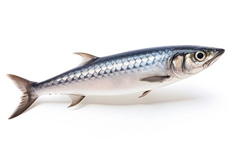 Mackerel fish seafood sardine animal.  | premium image by rawpixel.com / audi Sardine Fish, Mackerel Fish, Homemade Fishing Lures, Background Background, Fish And Seafood, Fishing Lures, Seafood, White Background, Audi