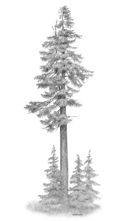 Pencil Pine, Black And White Flower Tattoo, Pine Tree Drawing, Yellow Cedar, Majestic Tree, Landscape Pencil Drawings, Tree Tattoos, Pine Tree Tattoo, Tree Drawings Pencil