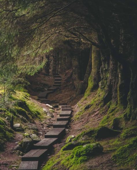 Visit TheIrishRoadTrip.Com on Instagram: “Welcome to the mighty Ballinastoe Woods in #Wicklow. Like a scene whipped straight from a Lord of the Rings movie.  You could easily see…” Lord Of The Rings Movie, Ireland Houses, Ireland Aesthetic, Visit Dublin, County Wicklow, Ireland Travel Guide, Love Ireland, Ireland Landscape, Visit Ireland