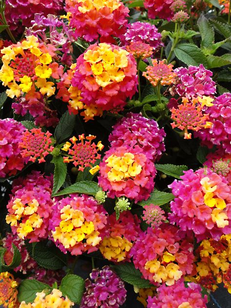 ~~Lantana Luscious Berry Blend~~ Lantana Plant, Making Plant Pots, Waterwise Garden, Backyard Flowers, Wonderful Flowers, Flower Landscape, Plant Nursery, Colorful Garden, Butterfly Garden