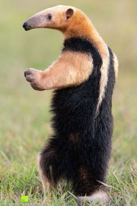 Earth Animals, Amazon Animals, Giant Anteater, Strange Animals, Sharp Claws, Animals Amazing, Interesting Animals, Cute Dog Pictures, Unusual Animals