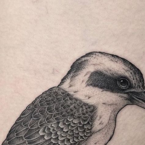 Kookaburra Tattoo, Scientific Tattoo, B Tattoo, Scientific Illustration, Birds Tattoo, Still Working, Australian Artists, Black Tattoos, Natural History