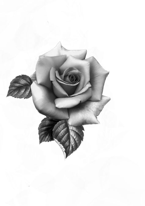 Rose Tattoo White Background, English Rose Tattoo Black And White, Realistic Rose Tattoo Stencil, Rosa Tattoo Designs, Rose Reference Drawing, Black Grey Rose Tattoo, Rose Realism Tattoo, Rose Tattoo Design For Men, Realism Rose Tattoo