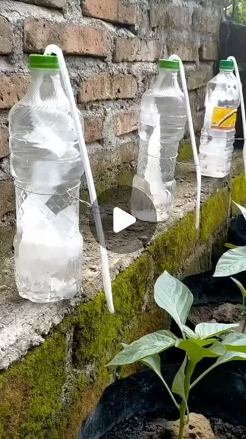 Urban Farming, May 21, Gardening Tips, Helpful Hints, Indonesia, On Instagram, Quick Saves, Instagram