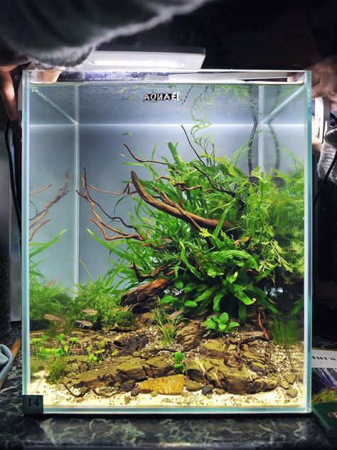 by Kwang Pruck Island Aquascape, Aquarium Interior Design, Aquarium Interior, Fish Tank Garden, Fish Tank Terrarium, Aquascape Design, Betta Aquarium, Golden Obsidian, Garden Water Fountains