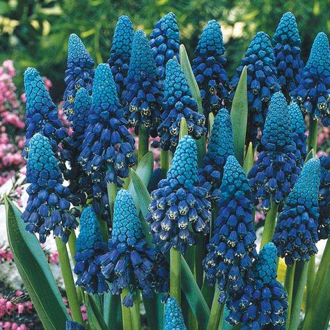 Muscari paradoxum - Other Flower Bulbs - Van Meuwen Van Zyverden, Grape Hyacinth, Balcony Flowers, Spring Flowering Bulbs, Blue Garden, Spring Bulbs, Fall Plants, Pretty Plants, Bulb Flowers