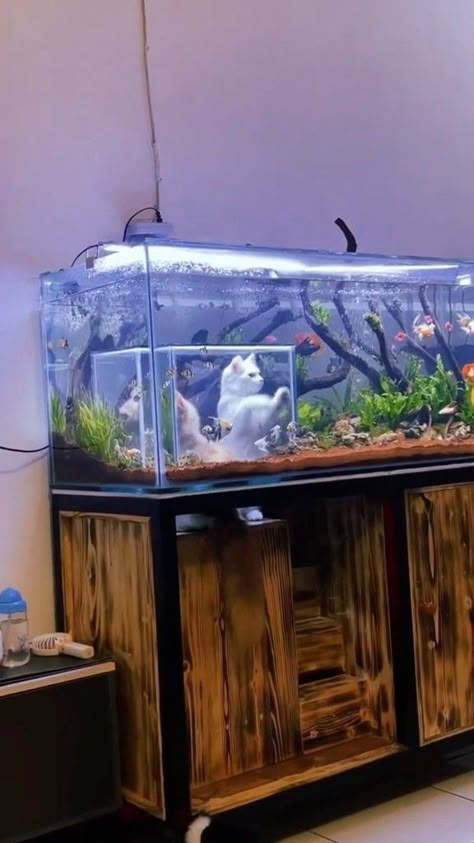 1880s Aesthetic, Aquarium Room, Organize House, Fish Tank Ideas, Marine Fish Tanks, Snake Tank, Cool Fish Tanks, Animal Ideas, Aquarium Landscape