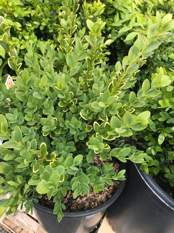 Green Velvet Boxwood (Buxus 'Green Velvet') - North Shore Plant Club Goldmound Spirea, Velvet Boxwood, Warner House, Green Velvet Boxwood, Feather Reed Grass, Green Tower, Boxwood Plant, April Flowers, Coral Bells