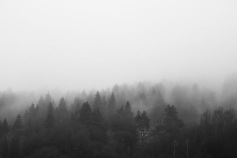 Free Image: Black and White Morning Foggy Forest | Download more on picjumbo.com! Foggy Forest Wallpaper Desktop, Desktop Wallpaper Black And White, Ipad Organizing, Foggy Forest Landscape, Keyboard Notes, Black And White Forest, Desktop Wallpaper Black, Fairytale Houses, Nature Room