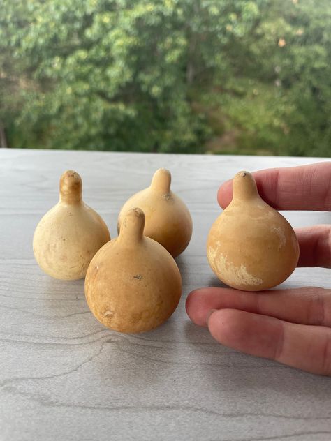 8 Dried and lightly cleaned spinner gourds - Tiny dried gourds for crafting Tennessee Ornament, Halloween Bowl Fillers, Dried Gourds, Modern Christmas Stocking, Monogram Christmas Stocking, Wine Cork Ornaments, Terry's Chocolate Orange, Burlap Christmas Stockings, White Christmas Stockings